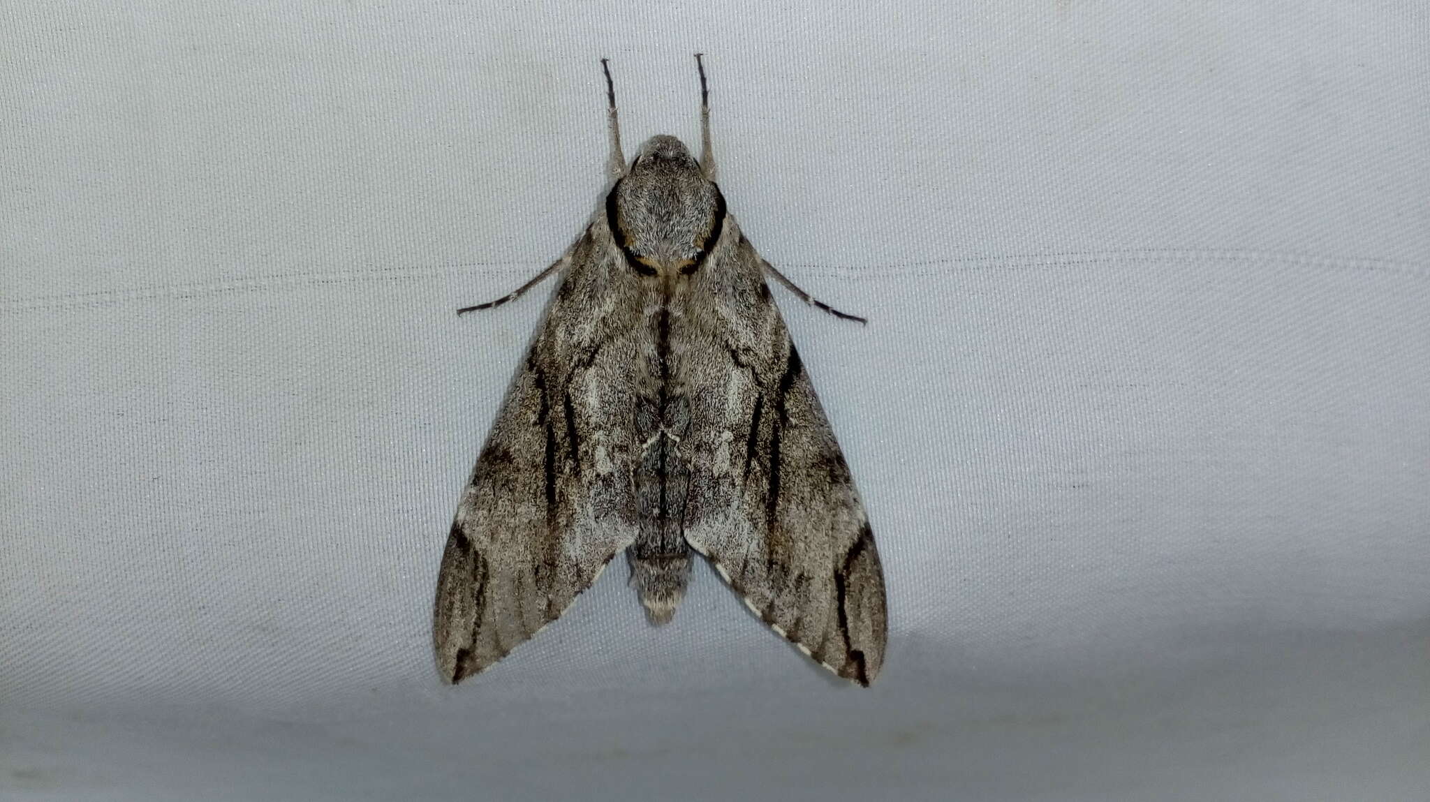 Image of Gray hawk moth