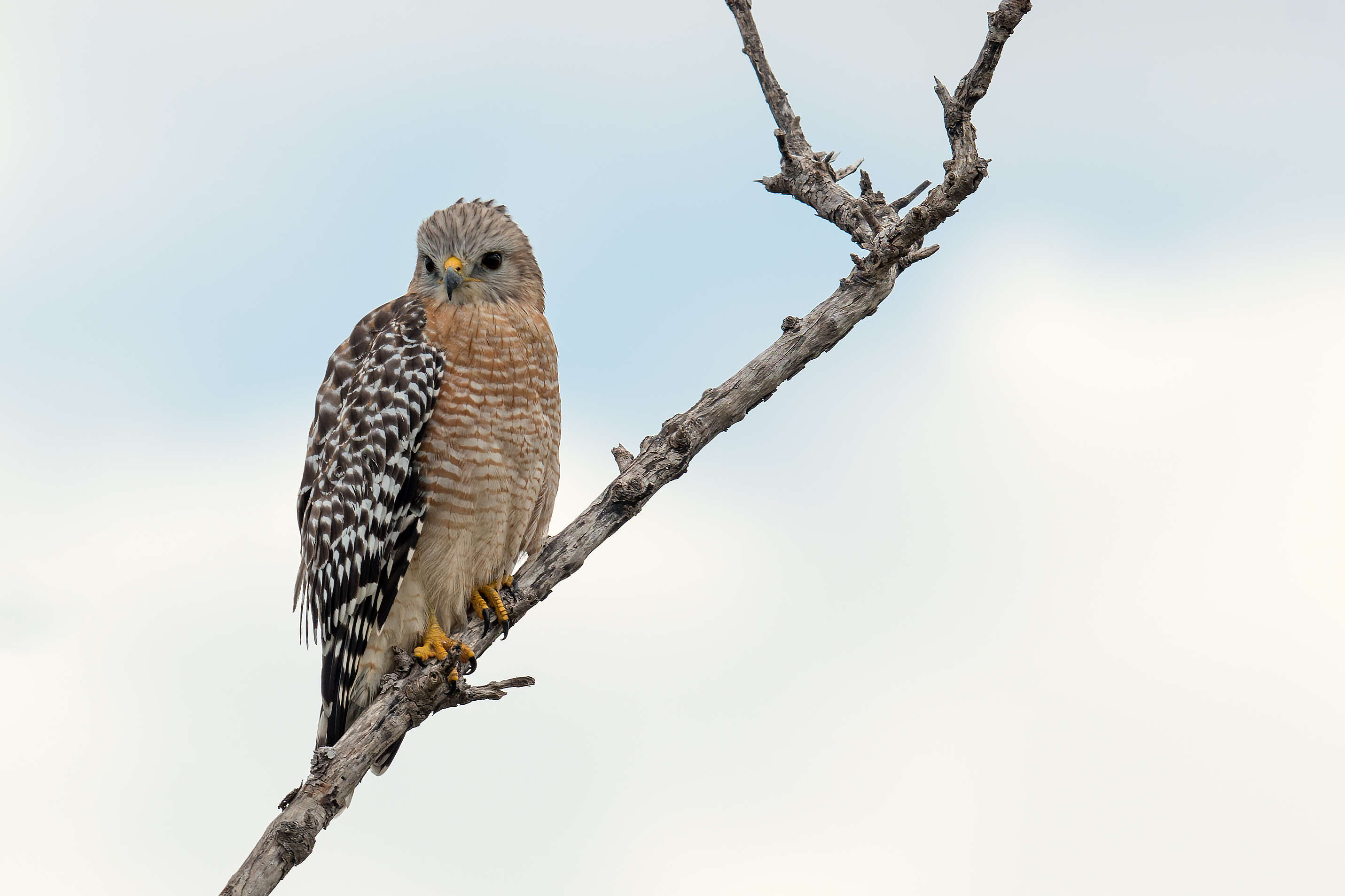 Image of Red-shouldered Hawk