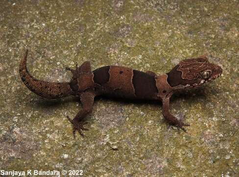 Image of Northern Sri Lanka Gecko