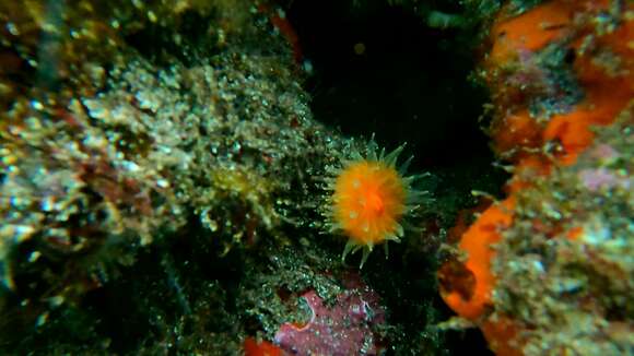 Image of Scarlet-and-gold Star Coral