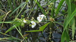 Imagem de Sagittaria trifolia L.