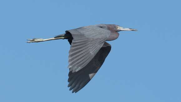 Image of Little Blue Heron