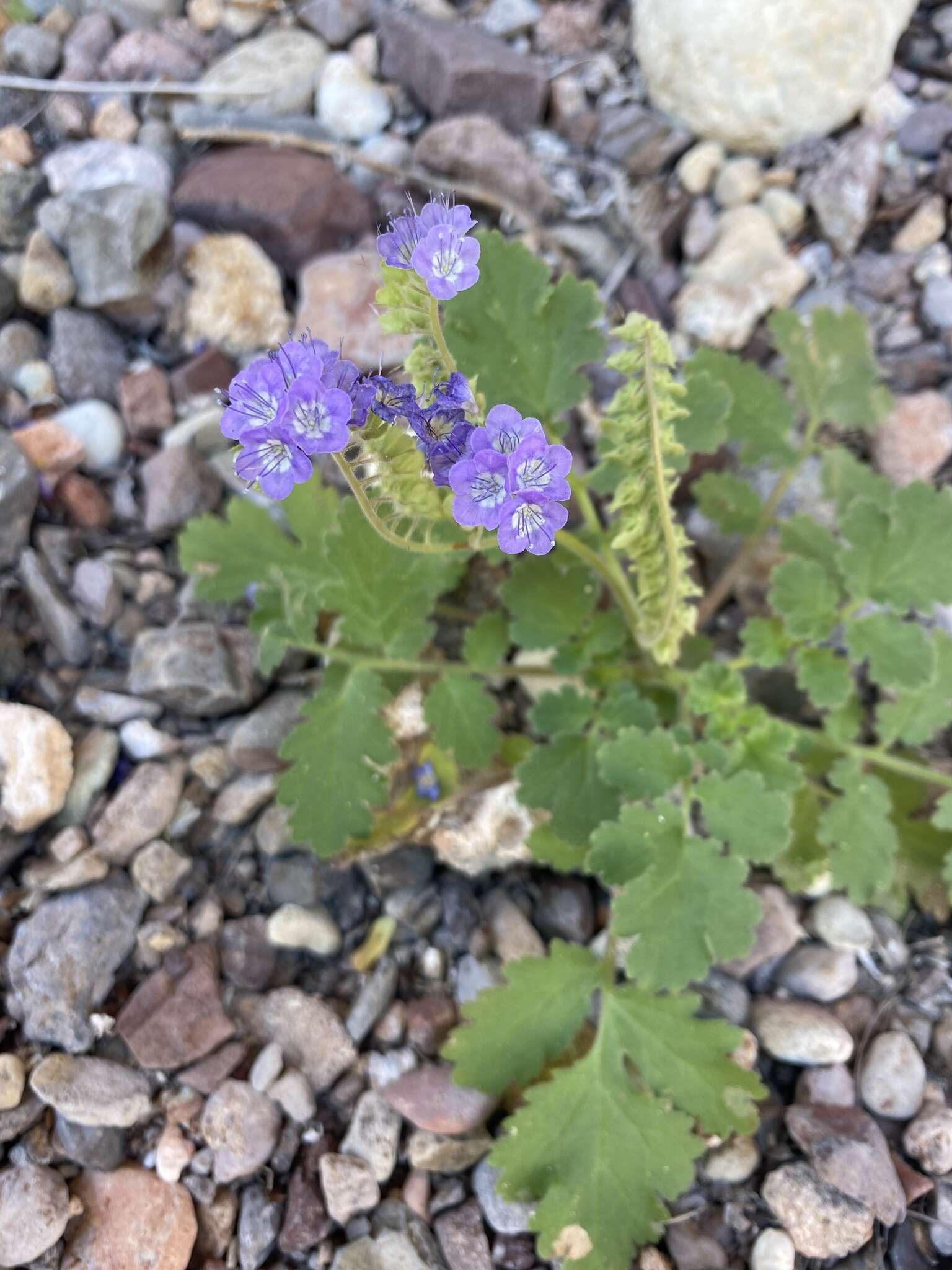 Phacelia scariosa Brandegee的圖片