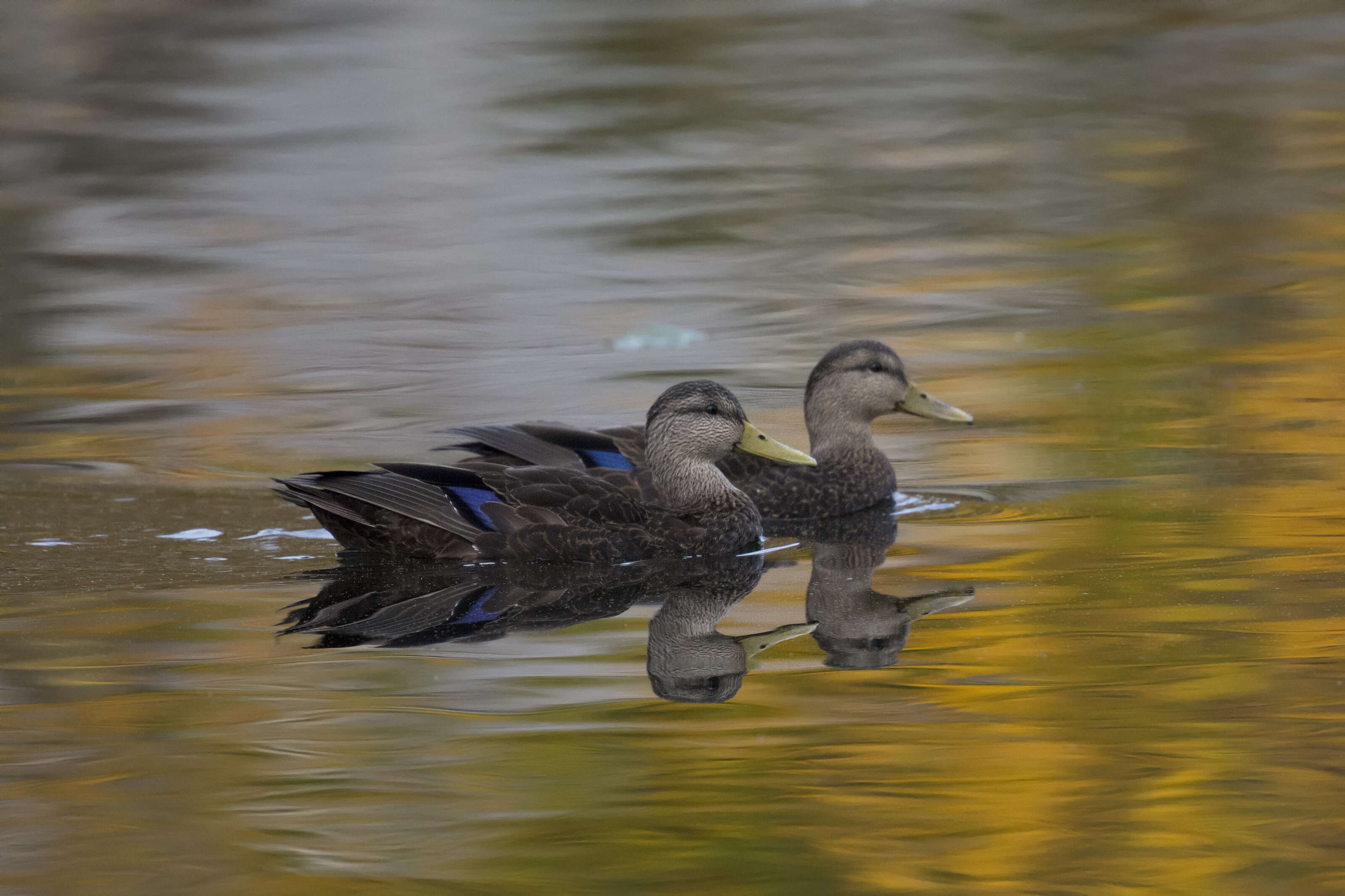 Image of American Black Duck