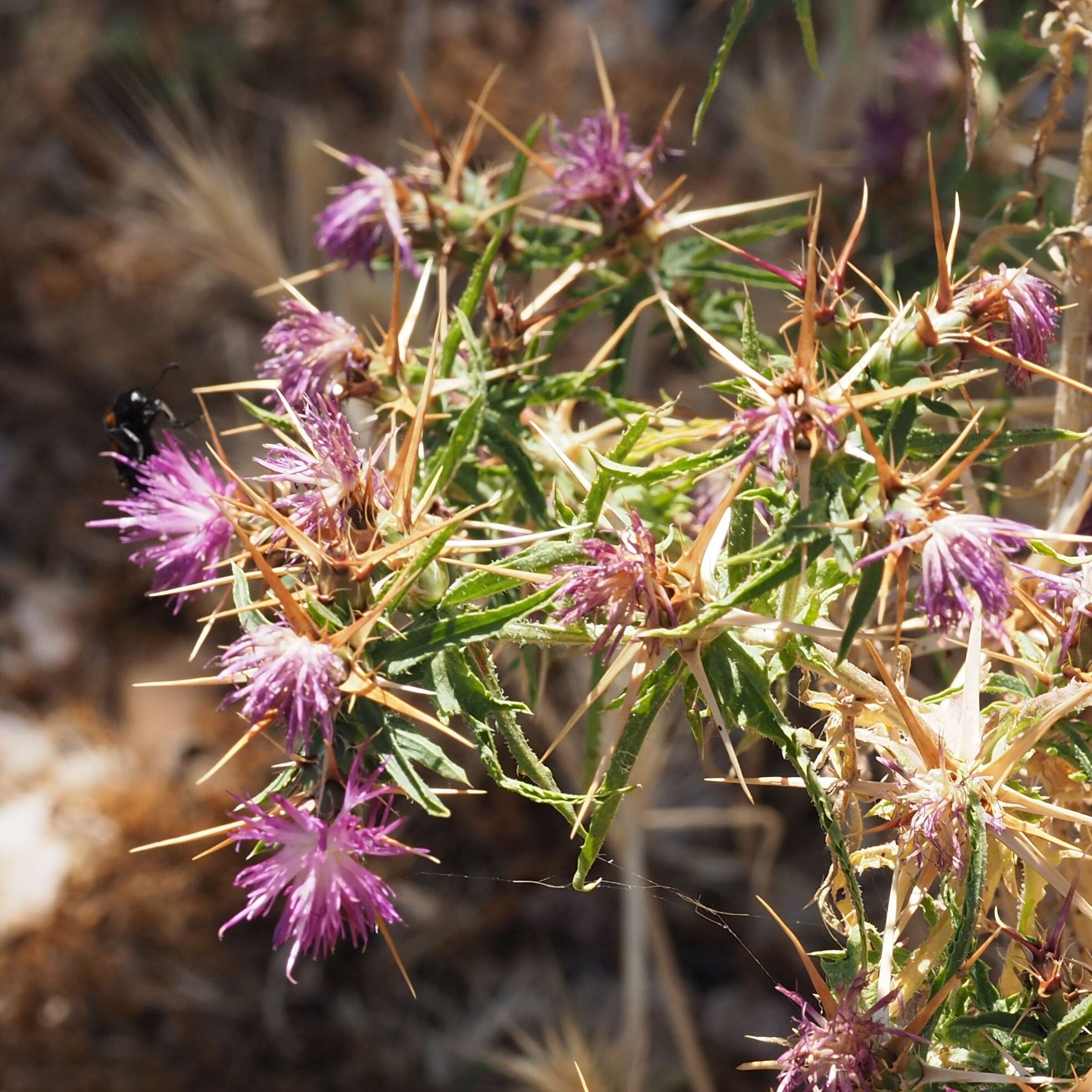 Centaurea calcitrapa L. resmi