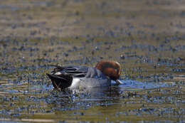 Image of Eurasian Wigeon