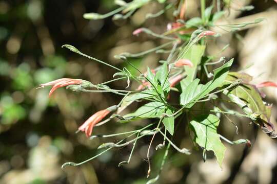 Image of Dicliptera sciadephora Donn. Sm.