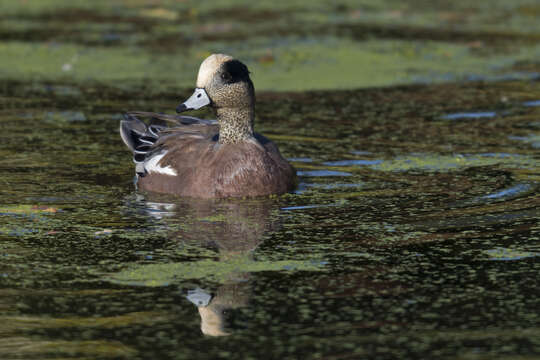 Image of American Wigeon