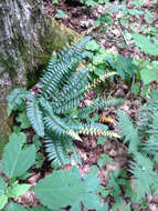 Plancia ëd Polystichum acrostichoides (Michx.) Schott