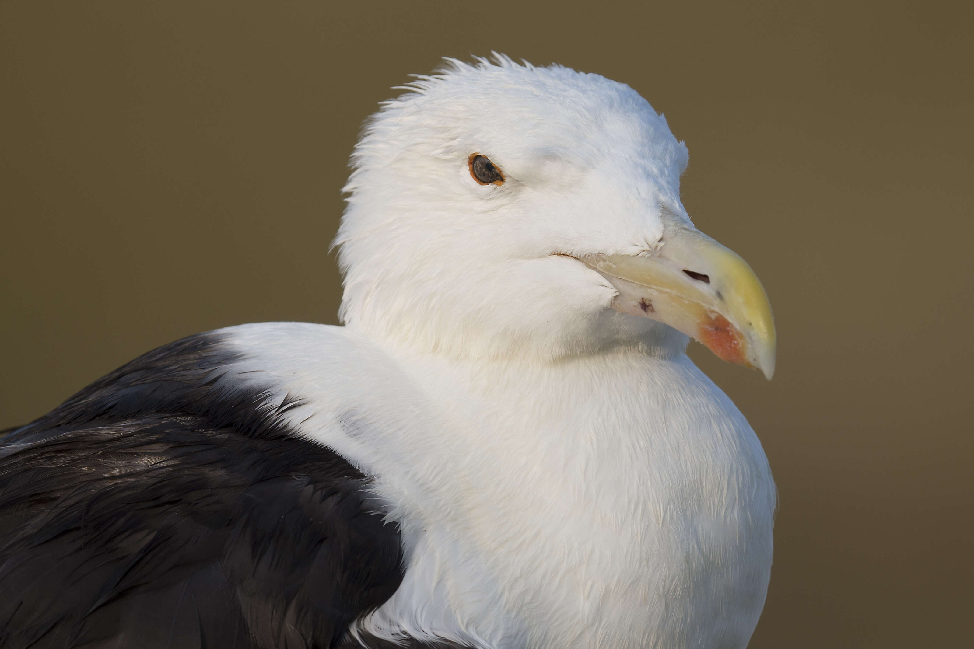 Image of Great Black-backed Gull