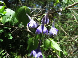 Image of Delphinium bicornutum Hemsl.