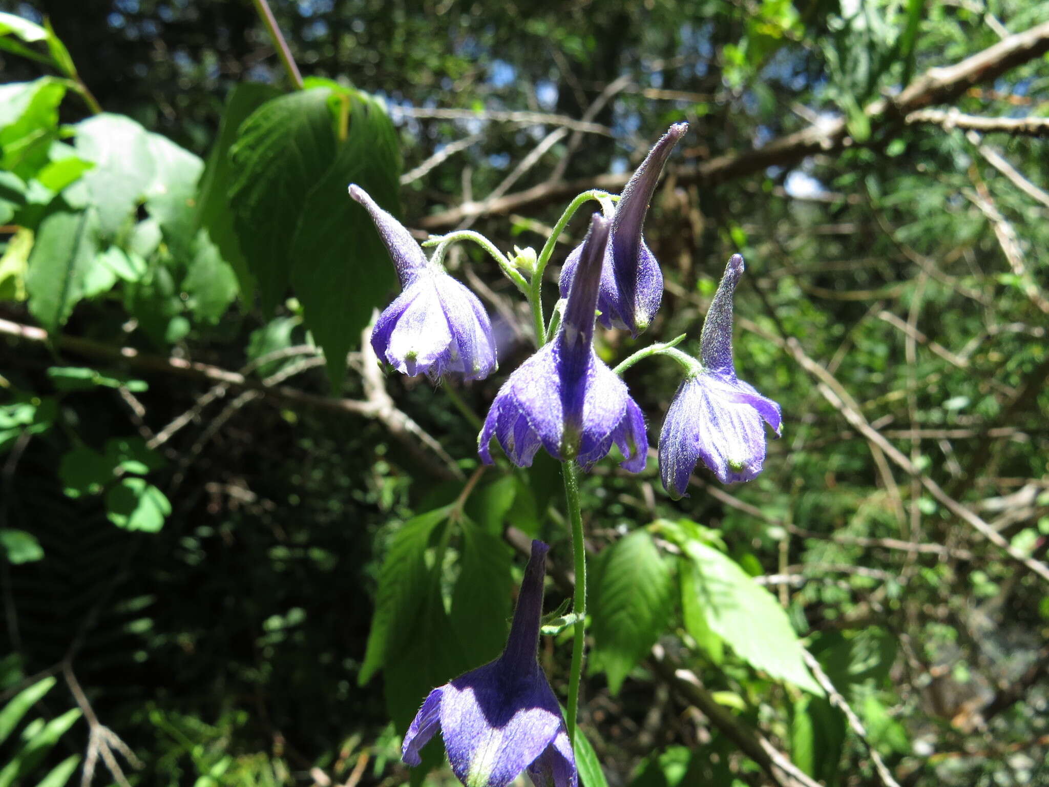 Image of Delphinium bicornutum Hemsl.