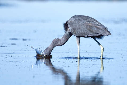 Image of Little Blue Heron