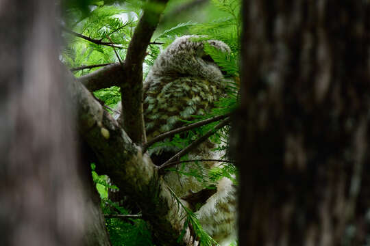 Image of Barred Owl