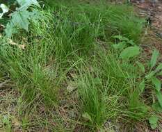 Image of Carex ussuriensis Kom.