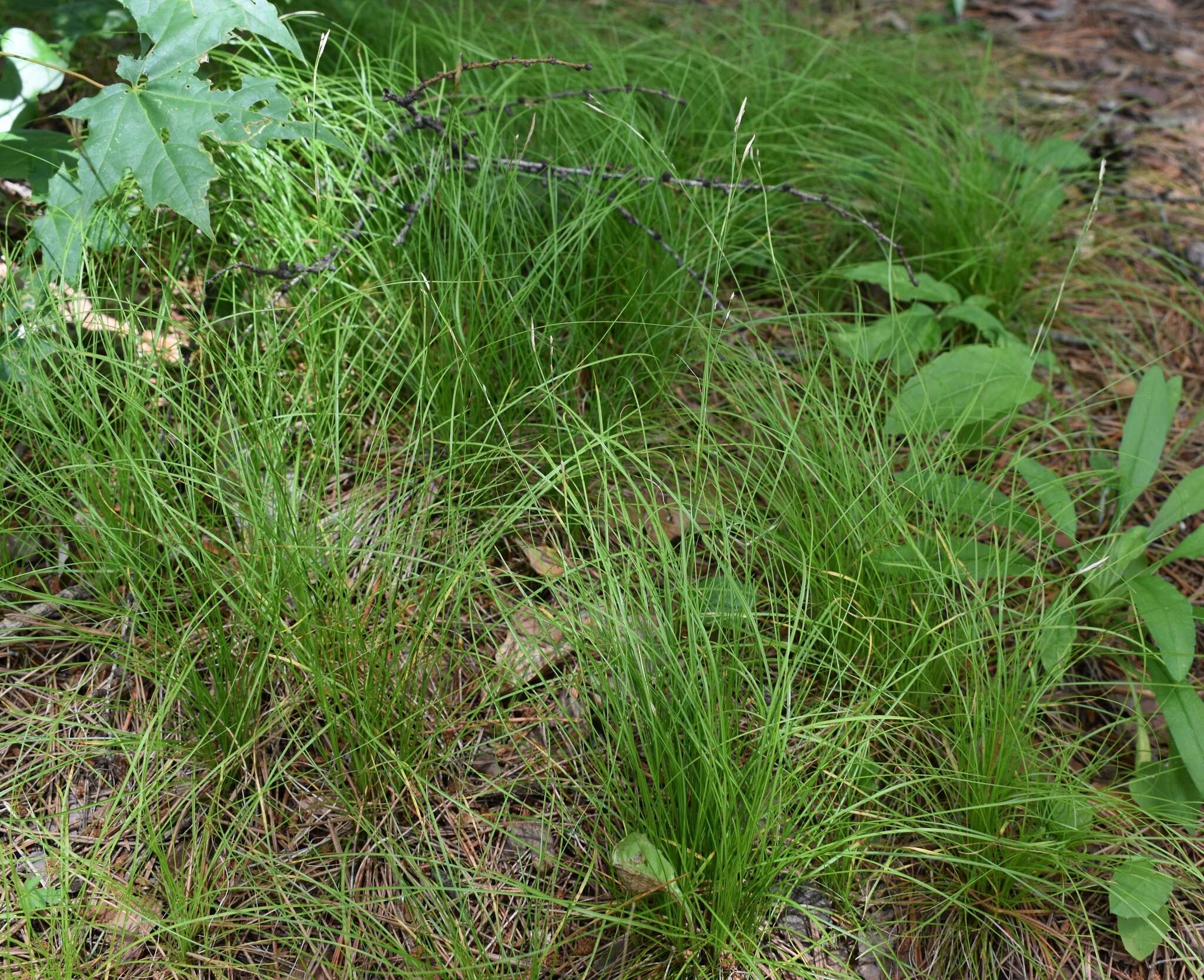 Image of Carex ussuriensis Kom.