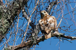 Image of Red-tailed Hawk