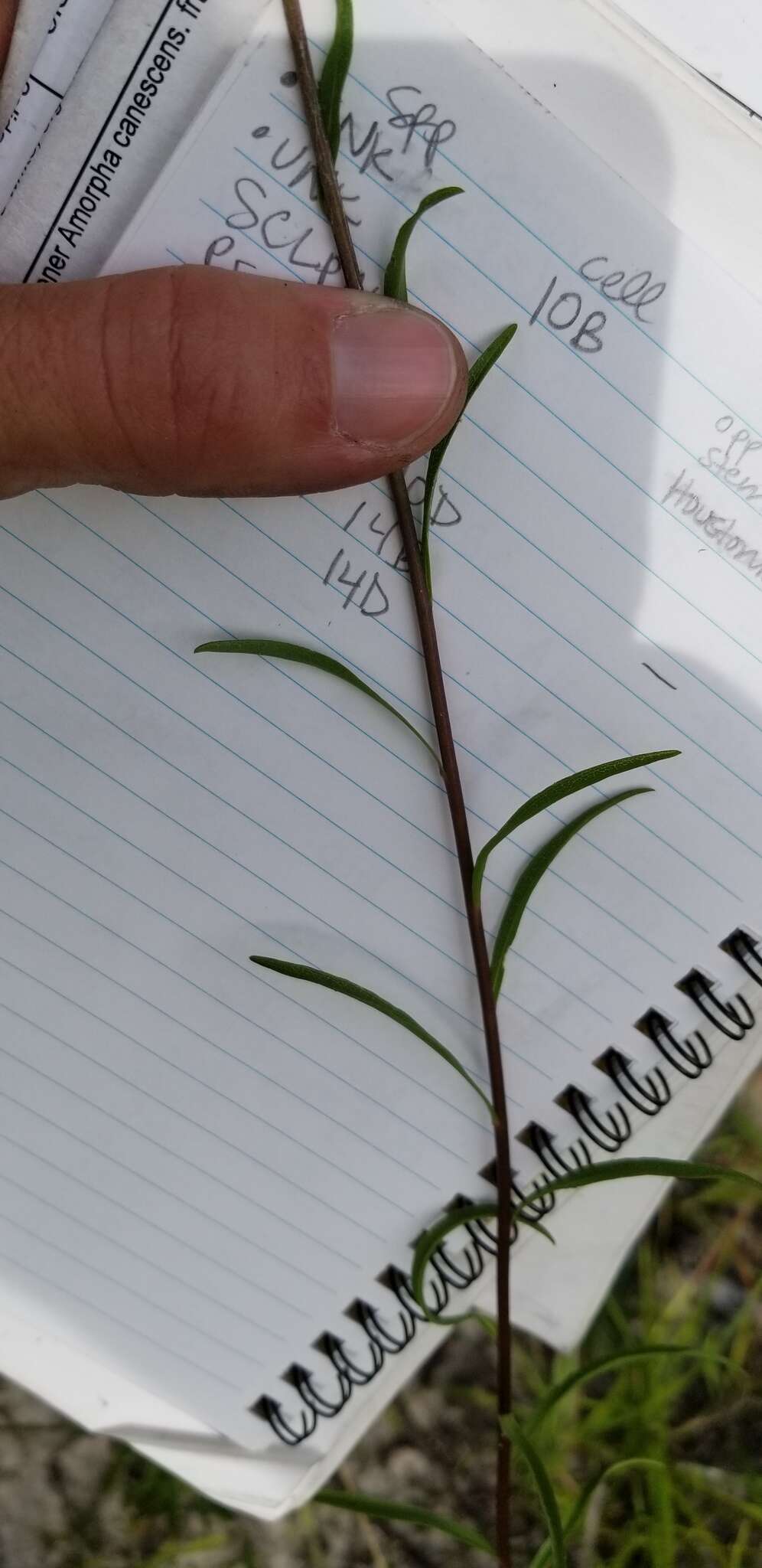 Image of Virginia Goldenrod