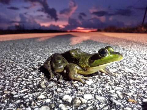 Image of Pig Frog