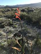 Слика од Watsonia coccinea (Herb. ex Baker) Baker