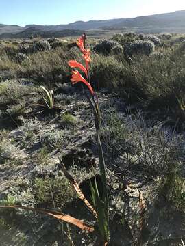 Imagem de Watsonia coccinea (Herb. ex Baker) Baker