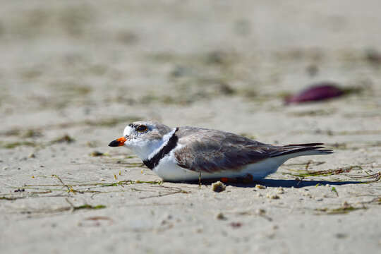 Image of Piping Plover