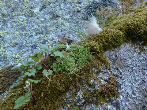 Plancia ëd Saxifraga cespitosa L.