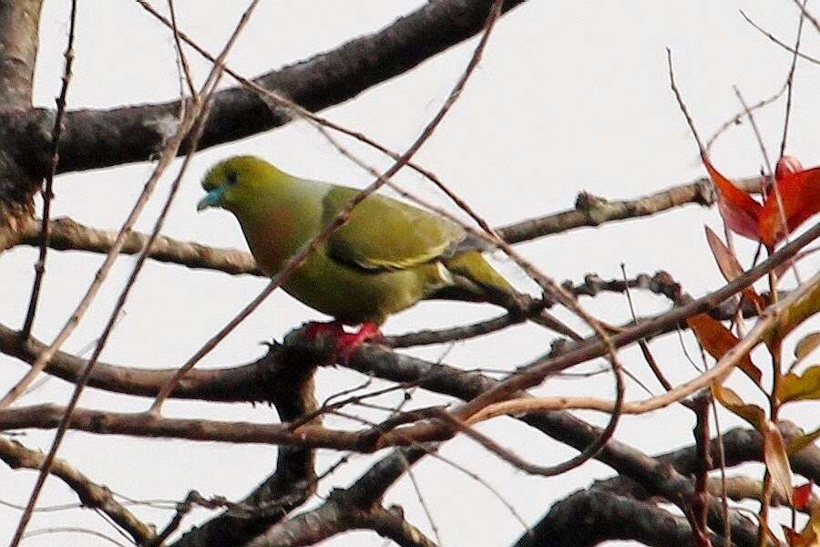 Image of Pin-tailed Green Pigeon