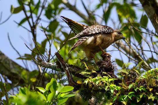 Image of Red-shouldered Hawk