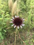 Image of Isostigma peucedanifolium (Spreng.) Less.