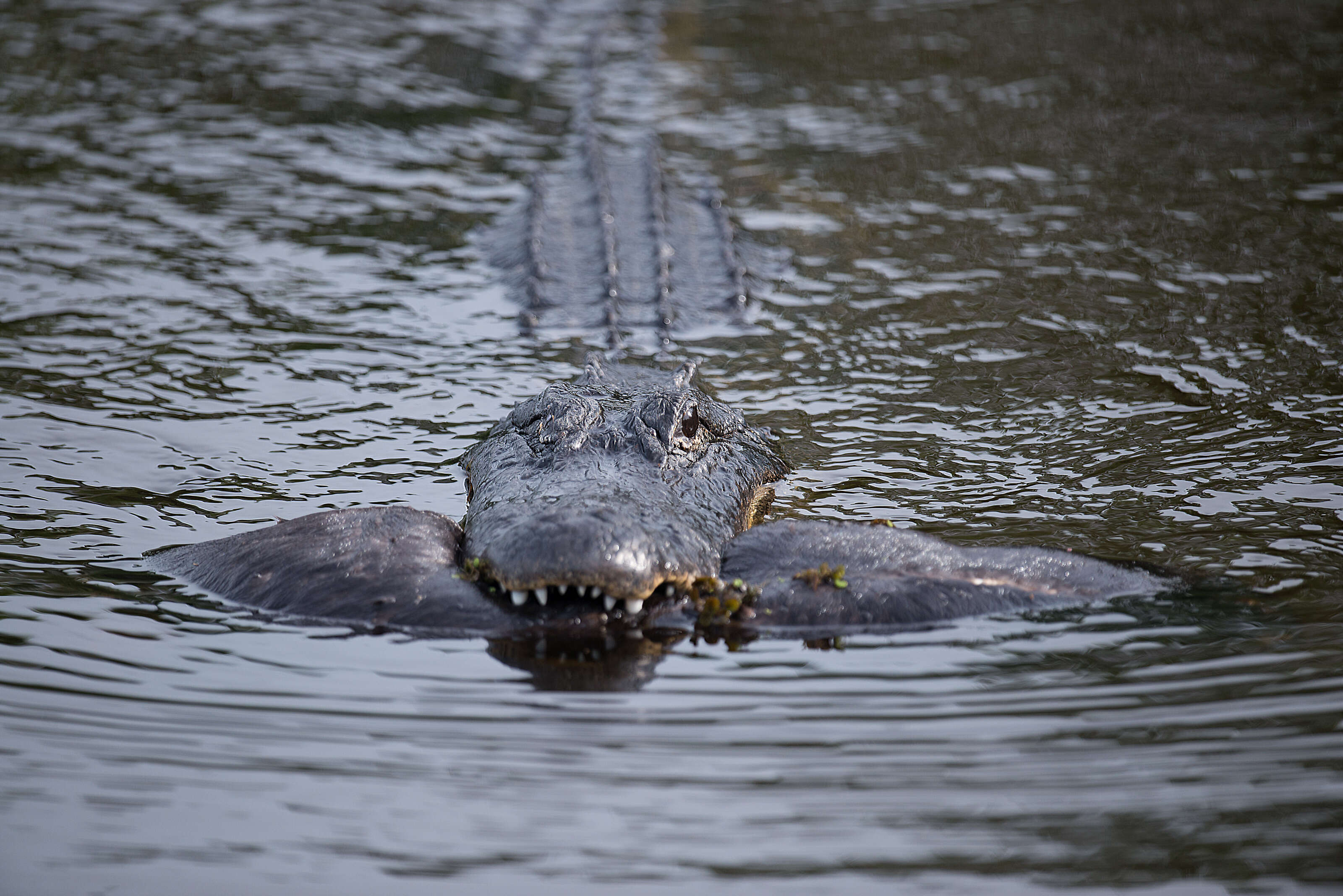 Image of Otter sp.