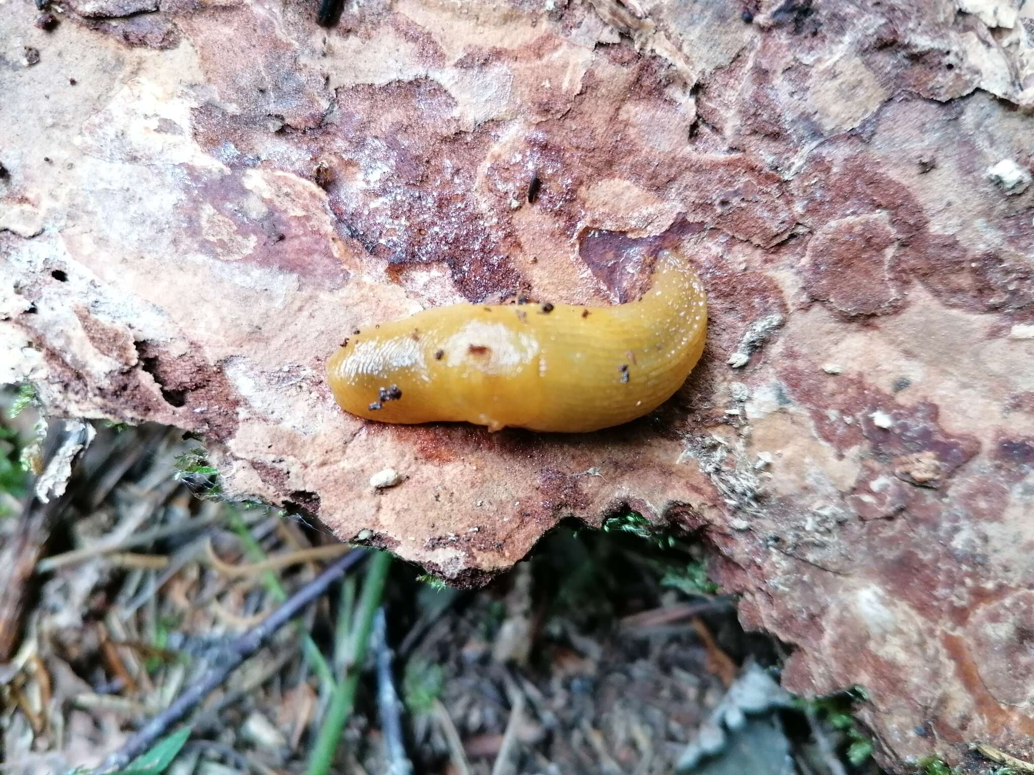 Malacolimax tenellus (O. F. Müller 1774)的圖片