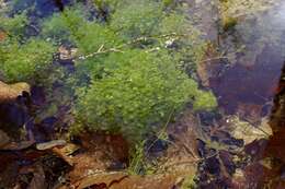 Image of Dwarf Stonewort