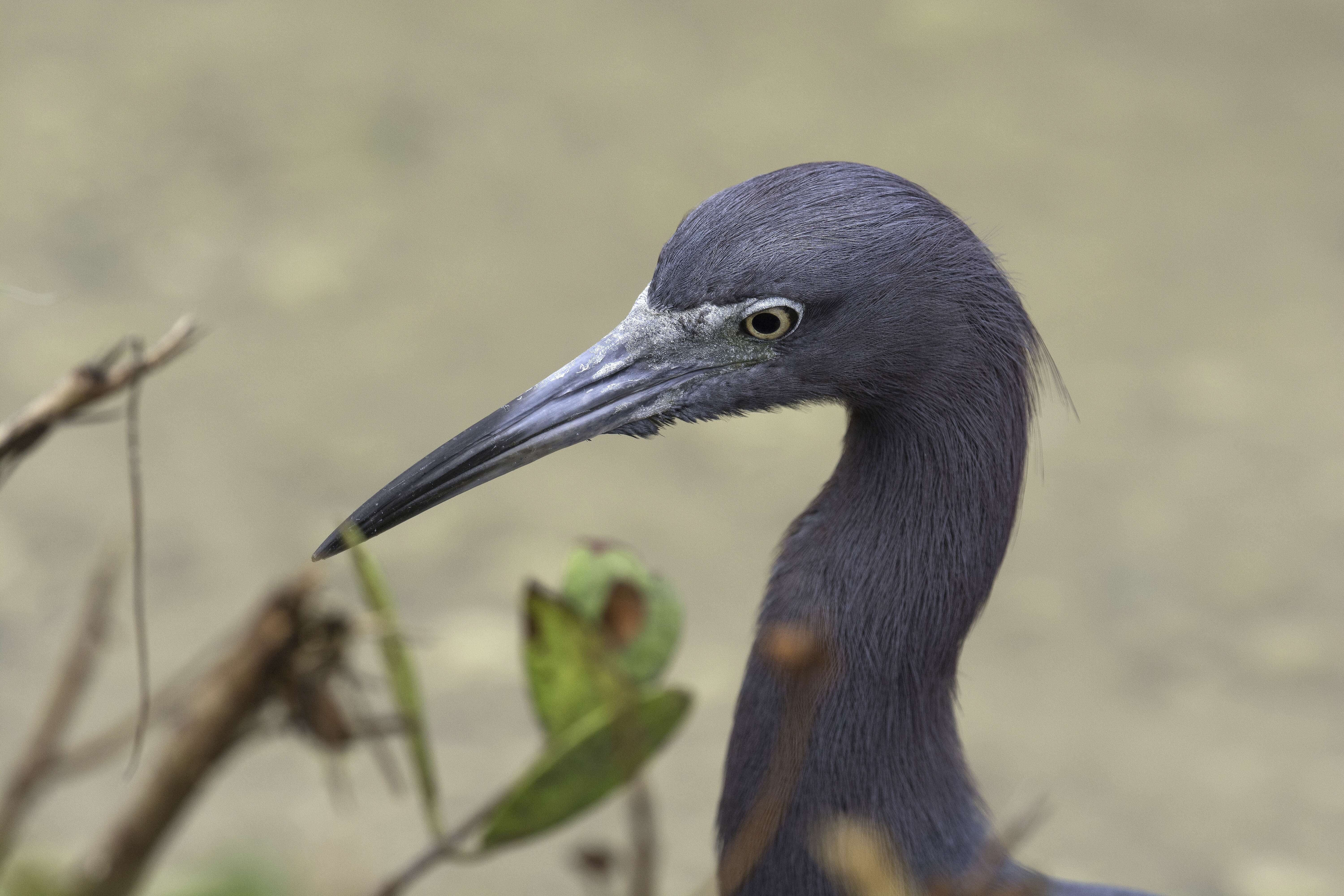 Image of Little Blue Heron