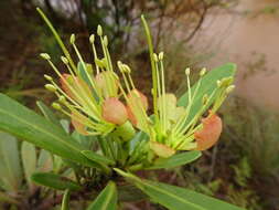 Imagem de Xanthostemon aurantiacus (Brongn. & Gris) Schlechter