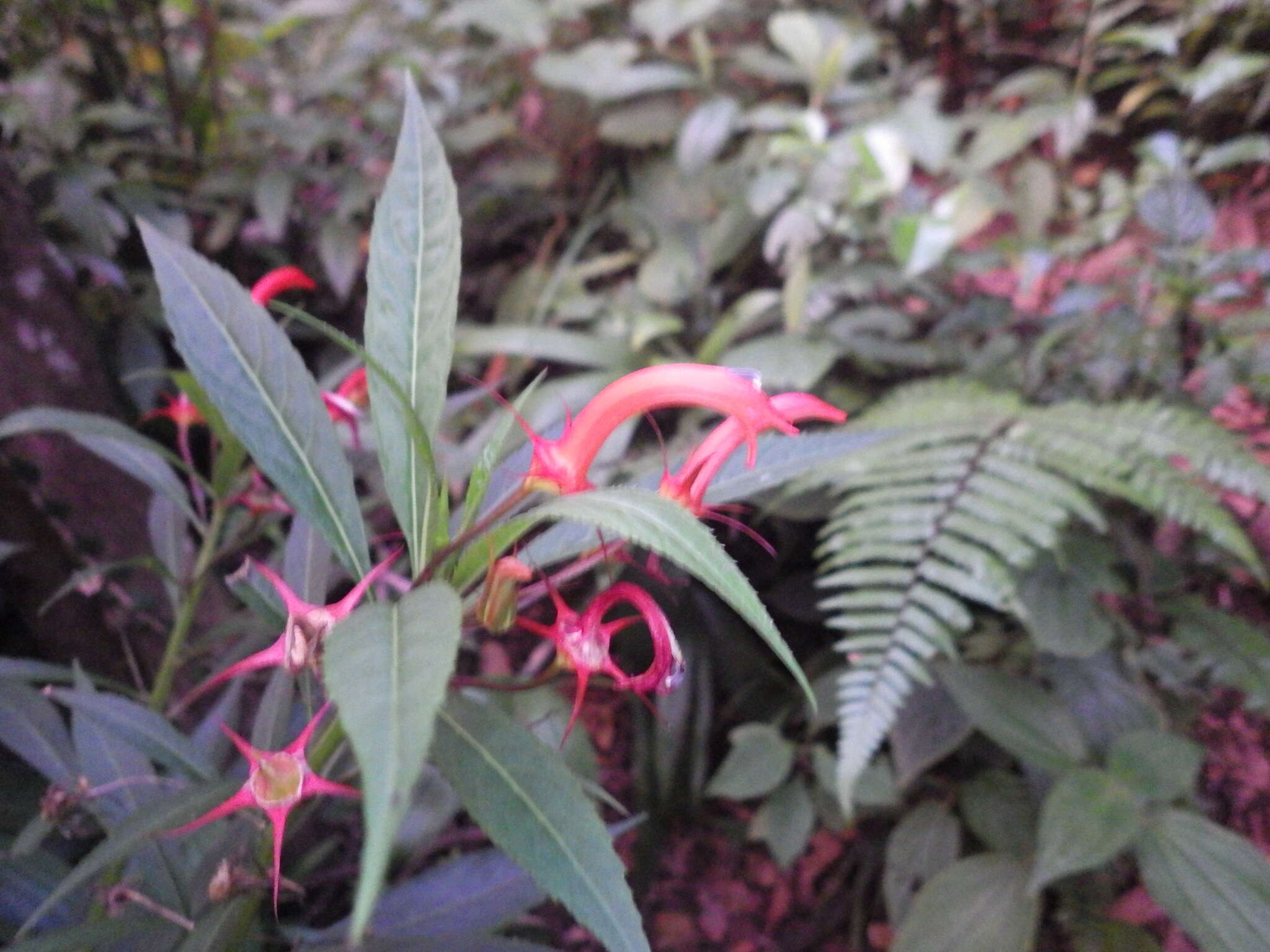 Imagem de Lobelia persicifolia Lam.