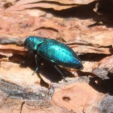 Imagem de Phaenops gentilis (Le Conte 1863)