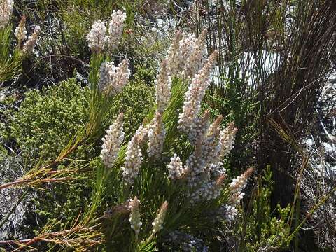 Image of Spatalla curvifolia Salisb.