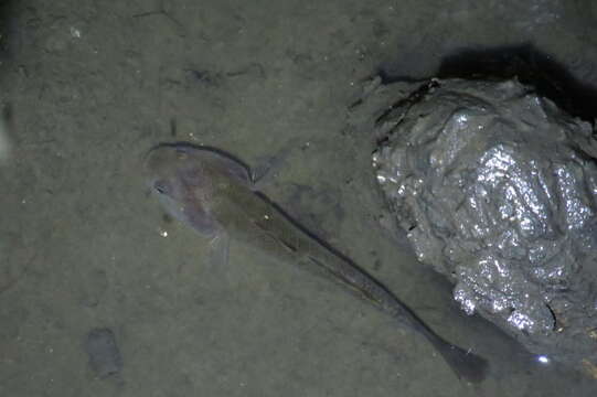 Image de Mugilogobius platystomus (Günther 1872)