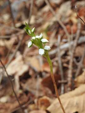 Image of Aulosepalum hemichrea (Lindl.) Garay