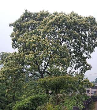 Albizia kalkora (Roxb.) Prain的圖片