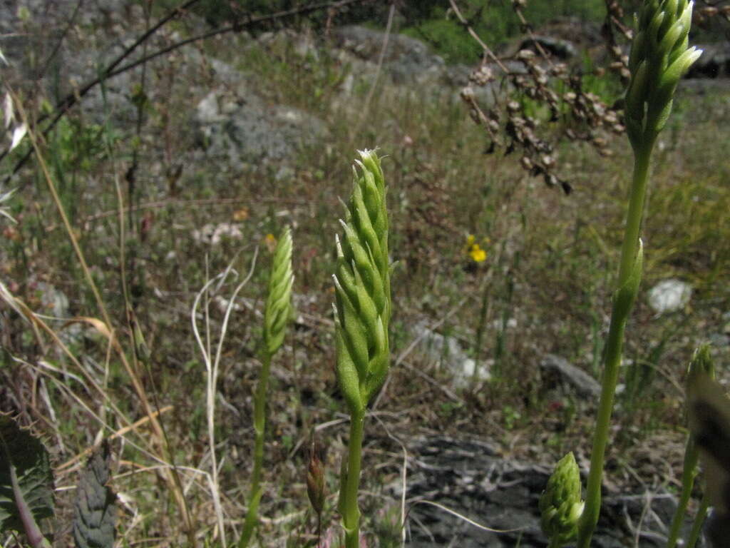 Image of Western Ladies'-Tresses