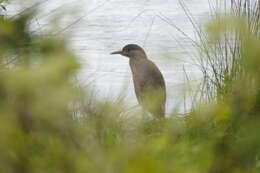 Image of Nycticorax nycticorax obscurus Bonaparte 1855