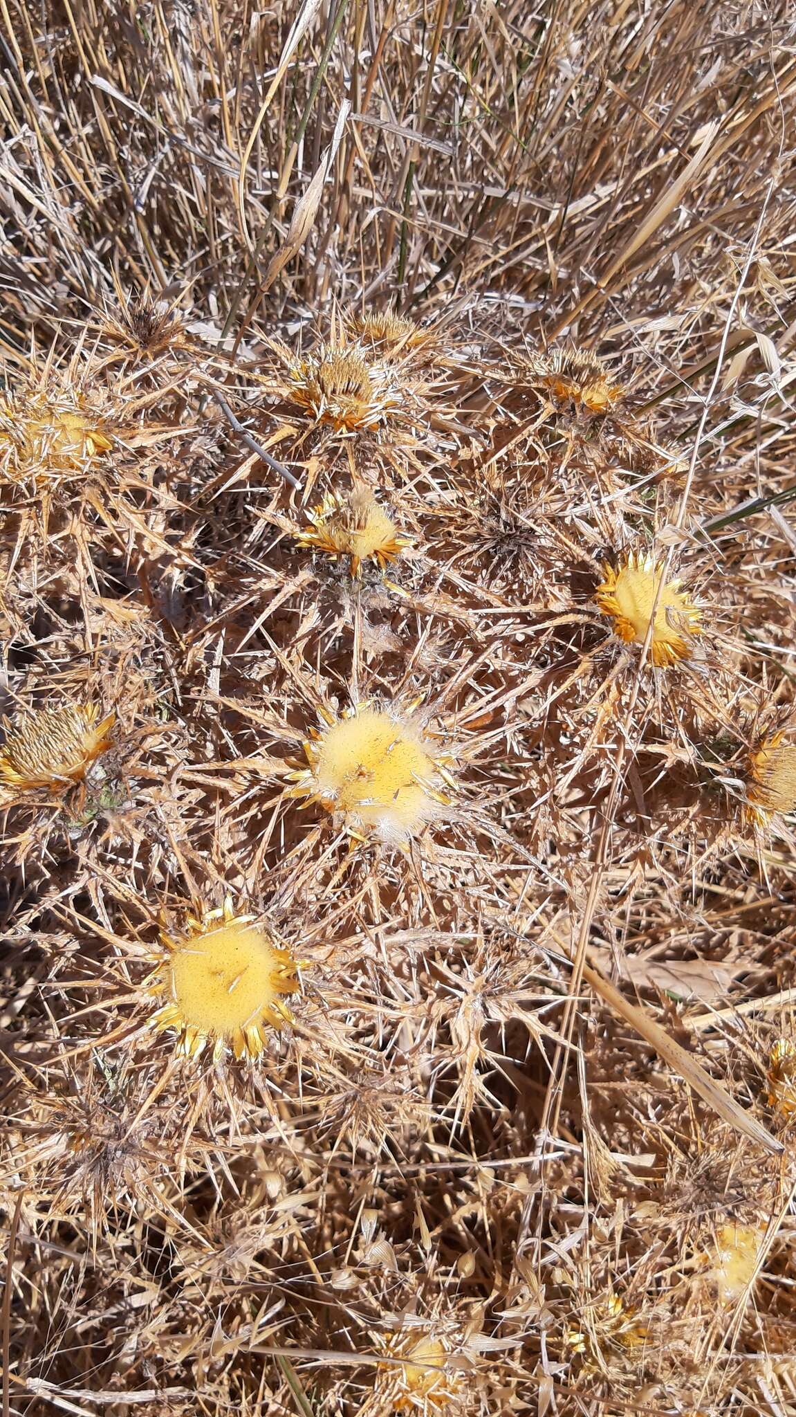 Imagem de Carlina libanotica Boiss.