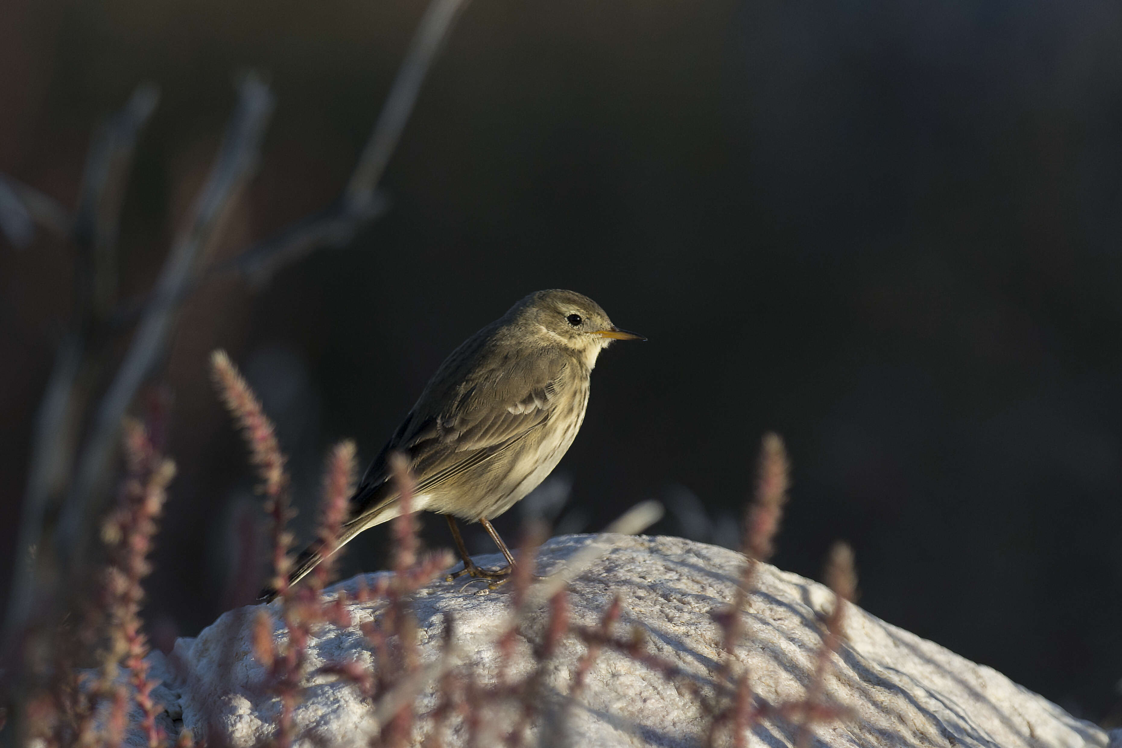 Image of American Pipit