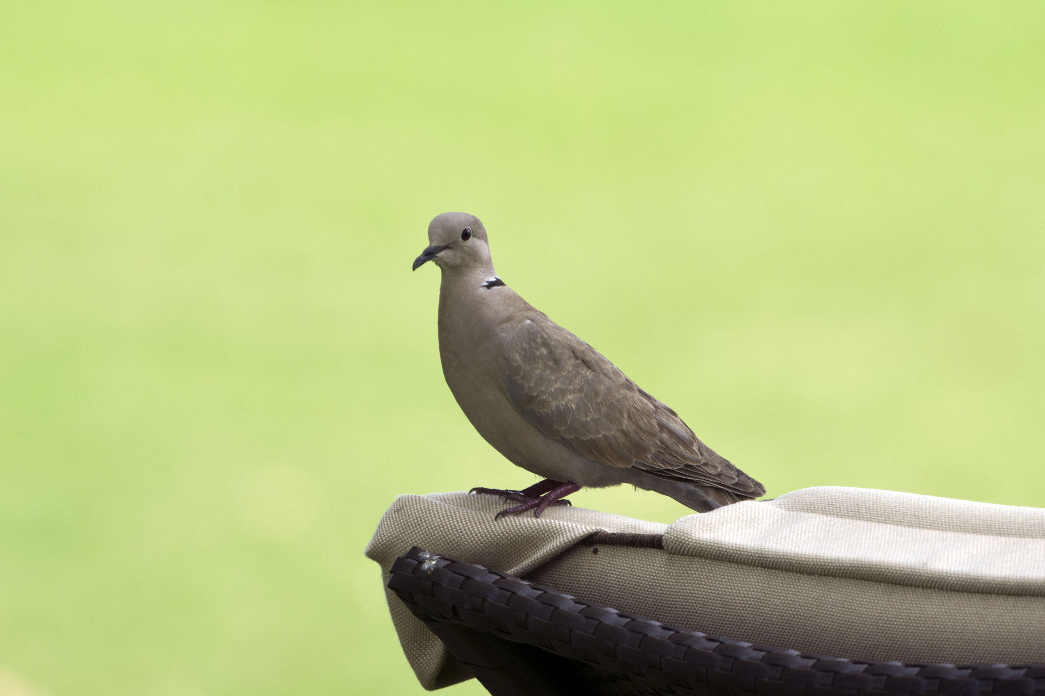 Image of Collared Dove