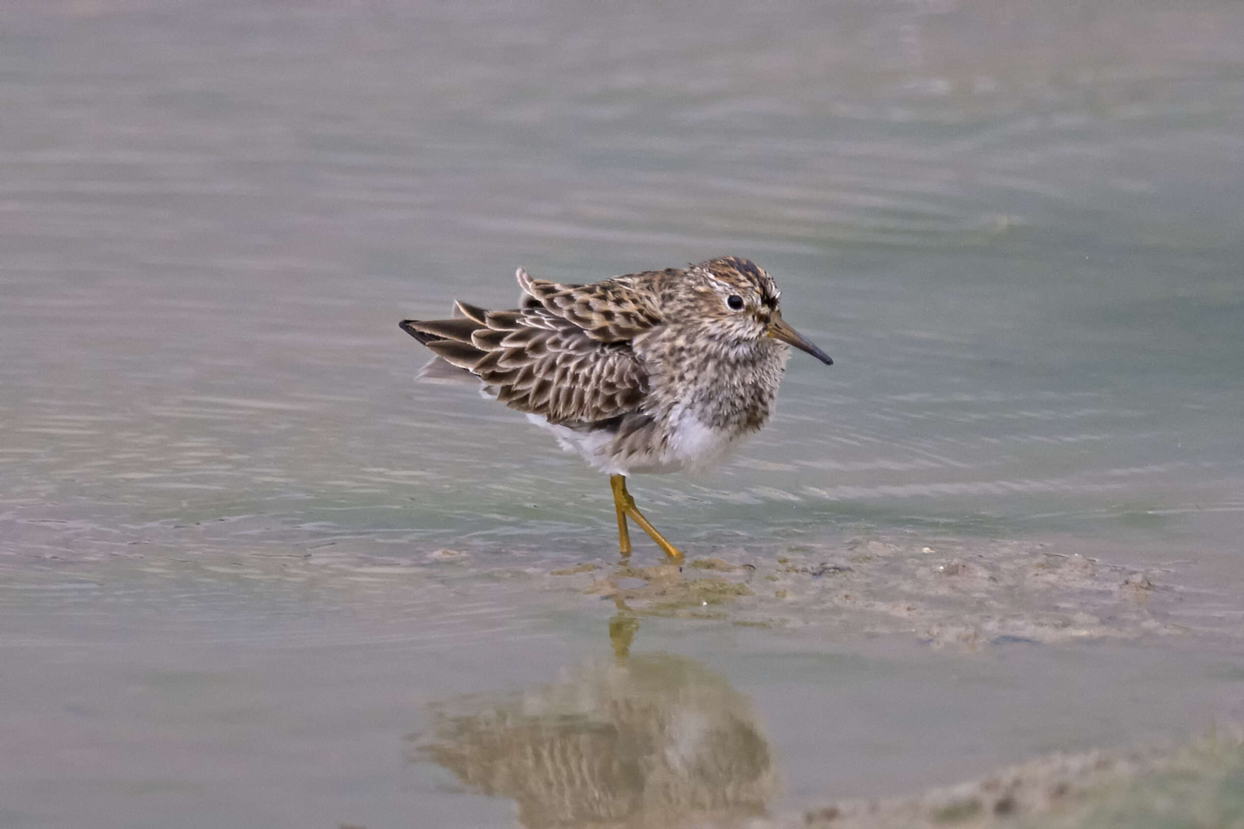 Image of Pectoral Sandpiper