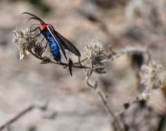 Imagem de Ctenucha brunnea Stretch 1872