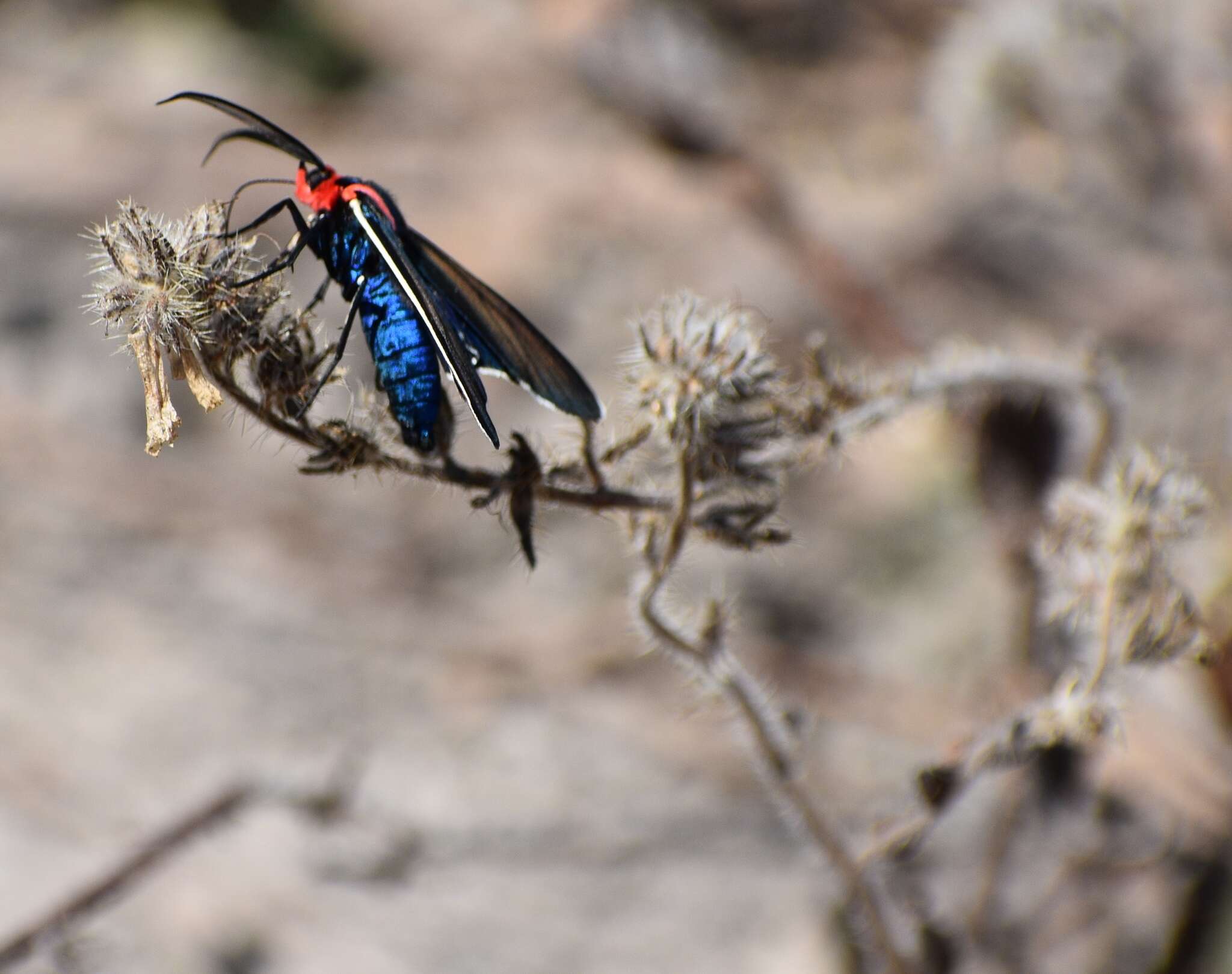 Image de Ctenucha brunnea Stretch 1872