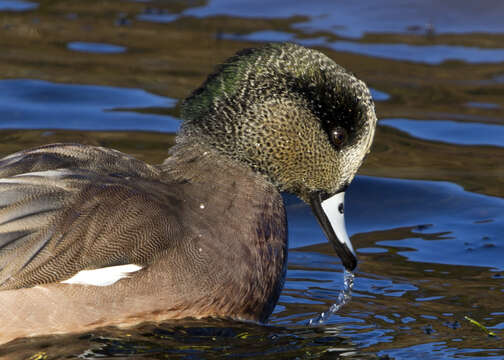 Image of American Wigeon